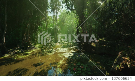 wildlife researcher study at sunlit mangrove pool documenting habitat and specimen, close observation of roots, algae and reflective water, educational wildlife researcher study at sunlit mangrove pool documenting habitat and specimen, close observation of roots, algae and reflective water, educational 137606634