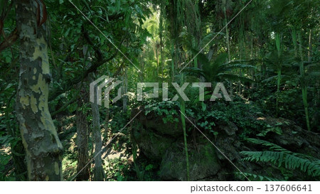 Misty birch grove with low light and shadowed undergrowth, cool air carrying dew textured trunks, tangled vines and hidden pathways evoke mystery and cinematic 137606641