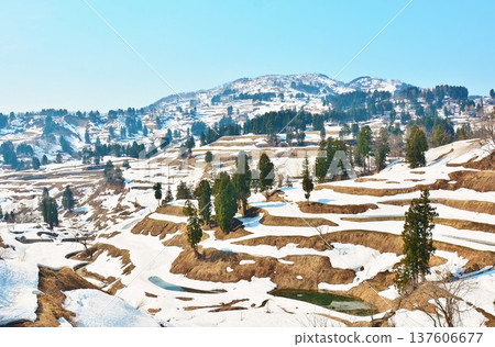 Yamakoshi Rice terraced landscape with early spring snowfall Yamakoshi Rice terraced landscape with early spring snowfall 137606677
