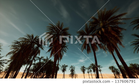 silhouetted palm trees at dusk, cinematic drone pan across tropical grove with deep teal sky and wispy clouds, warm golden horizon, swaying fronds creating silhouetted palm trees at dusk, cinematic drone pan across tropical grove with deep teal sky and wispy clouds, warm golden horizon, swaying fronds creating 137606791