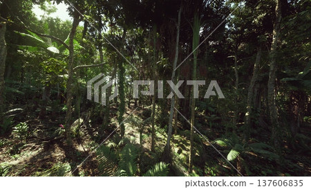 Shaded grove of slender trunks and layered leaves creating vertical rhythm, soft light speckled across mossy floor, calm secluded mood evokes meditative nature Shaded grove of slender trunks and layered leaves creating vertical rhythm, soft light speckled across mossy floor, calm secluded mood evokes meditative nature 137606835