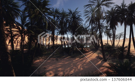 dusky palm grove with long shadows, sandy trail winding through dense undergrowth toward distant orange sunset over calm oasis water, moody cinematic dusky palm grove with long shadows, sandy trail winding through dense undergrowth toward distant orange sunset over calm oasis water, moody cinematic 137606844