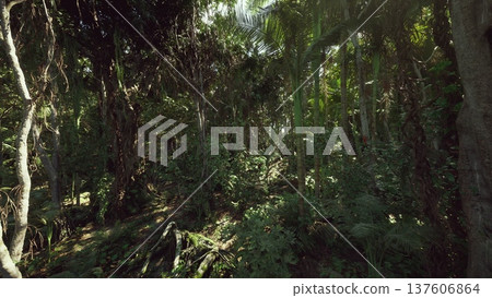 secluded forest clearing with dappled light and soft moss, low undergrowth and sheltered hollow create intimate habitat, ideal for wildlife observation 137606864