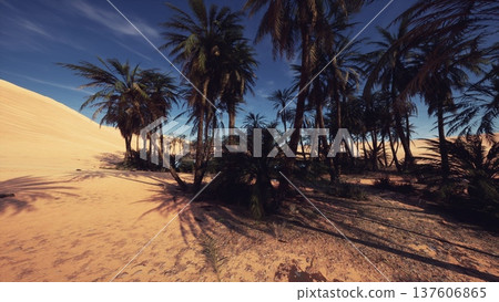 sunlit desert oasis with palm grove casting long shadows across golden sand under deep blue sky, cinematic golden hour lighting, quiet refuge among towering 137606865
