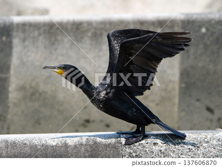 Cormorant to dry feathers Cormorant to dry feathers 137606870