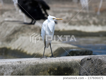 站在堰上的中型白鷺 137606871