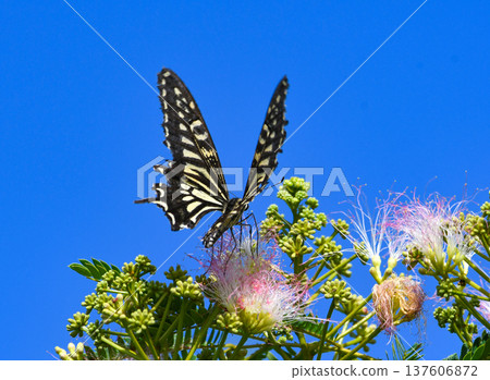 一隻鳳蝶停在絹樹上 137606872