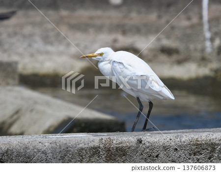 站在堰上的中型白鷺 站在堰上的中型白鷺 137606873