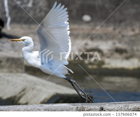 A white-winged egret takes flight. A white-winged egret takes flight. 137606874