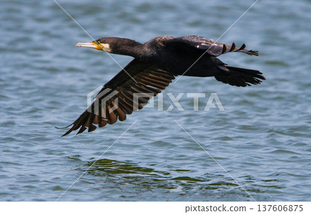 A great cormorant flying just above the water surface A great cormorant flying just above the water surface 137606875