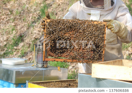 the beekeeper works with bees on honeycomb 137606886