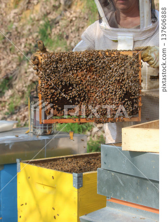 the beekeeper works with bees on honeycomb 137606888