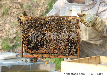 the beekeeper works with bees on honeycomb 137606890
