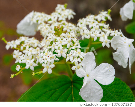 Macro photo of Viburnum lanthanoides Macro photo of Viburnum lanthanoides 137607127