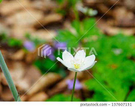 白色小花 白色小花 137607131