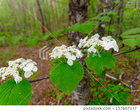 White flowers were blooming on the tree White flowers were blooming on the tree 137607137