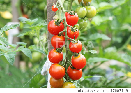 Ripe Red Cherry Tomatoes Growing on the Vine 137607149