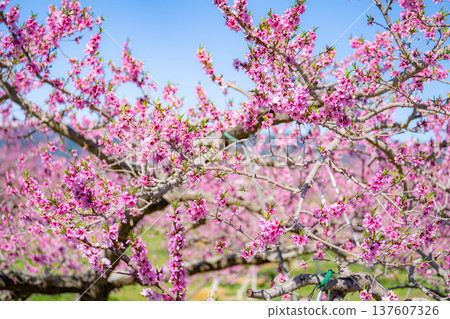 【花素材】春天桃園裡盛開的桃花【長野縣】 【花素材】春天桃園裡盛開的桃花【長野縣】 137607326