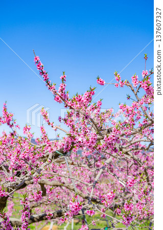 【花素材】春天桃園裡盛開的桃花【長野縣】 【花素材】春天桃園裡盛開的桃花【長野縣】 137607327