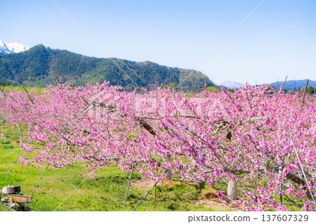 【花素材】春天桃園裡盛開的桃花【長野縣】 【花素材】春天桃園裡盛開的桃花【長野縣】 137607329