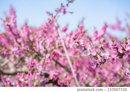 【花素材】春天桃園裡盛開的桃花【長野縣】 【花素材】春天桃園裡盛開的桃花【長野縣】 137607330