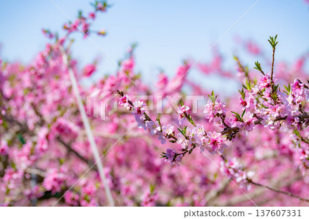 [Flower Material] Peach blossoms blooming in a peach orchard in spring [Nagano Prefecture] 137607331