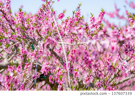[Flower Material] Peach blossoms blooming in a peach orchard in spring [Nagano Prefecture] 137607339