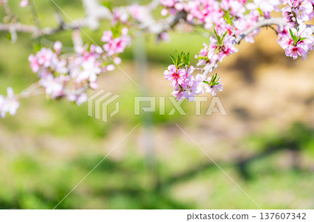 [Flower Material] Peach blossoms blooming in a peach orchard in spring [Nagano Prefecture] 137607342