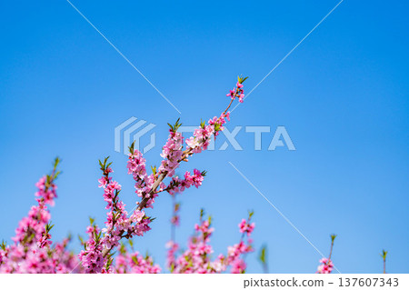 【花素材】春天桃園裡盛開的桃花【長野縣】 【花素材】春天桃園裡盛開的桃花【長野縣】 137607343