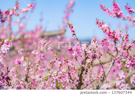 【花素材】春天桃園裡盛開的桃花【長野縣】 【花素材】春天桃園裡盛開的桃花【長野縣】 137607344