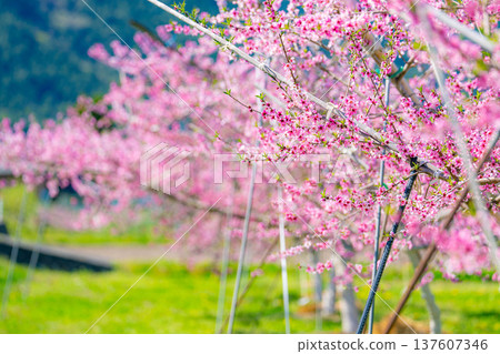 【花素材】春天桃園裡盛開的桃花【長野縣】 【花素材】春天桃園裡盛開的桃花【長野縣】 137607346