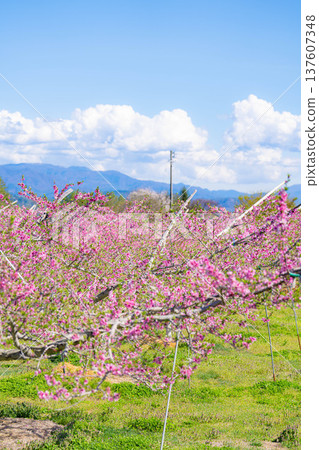【花素材】春天桃園裡盛開的桃花【長野縣】 【花素材】春天桃園裡盛開的桃花【長野縣】 137607348