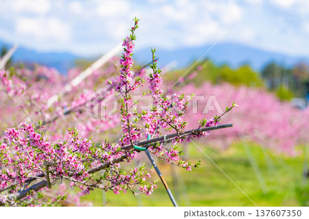 【花素材】春天桃園裡盛開的桃花【長野縣】 【花素材】春天桃園裡盛開的桃花【長野縣】 137607350