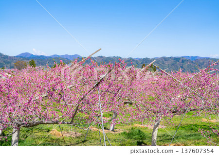 【花素材】春天桃園裡盛開的桃花【長野縣】 137607354