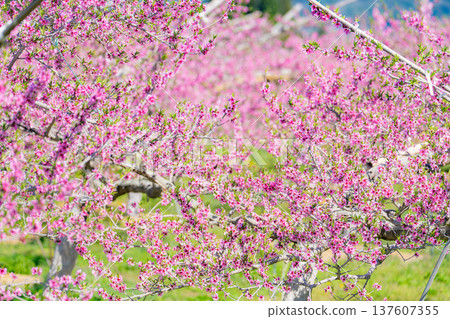 【花素材】春天桃園裡盛開的桃花【長野縣】 【花素材】春天桃園裡盛開的桃花【長野縣】 137607355
