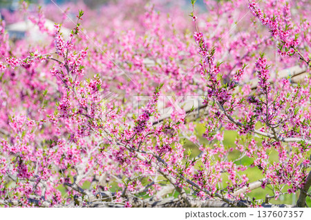 【花素材】春天桃園裡盛開的桃花【長野縣】 【花素材】春天桃園裡盛開的桃花【長野縣】 137607357