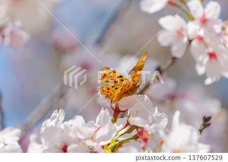 Spring scenery of cherry blossoms in full bloom and a northern white butterfly sucking nectar 137607529