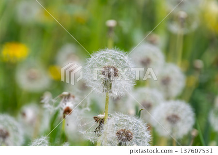 蒲公英絨毛鋪滿春日田野，構成一幅奇幻的景象。 137607531