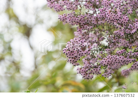 Pale pink flowers of the Erica japonica decorate the garden Pale pink flowers of the Erica japonica decorate the garden 137607532