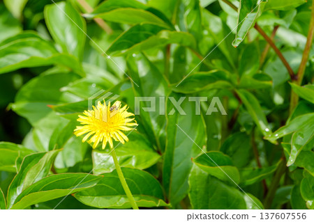 A honeybee collecting nectar from a dandelion in a spring field A honeybee collecting nectar from a dandelion in a spring field 137607556