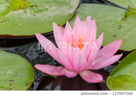 Mysterious pink water lilies floating quietly on the water surface Mysterious pink water lilies floating quietly on the water surface 137607560