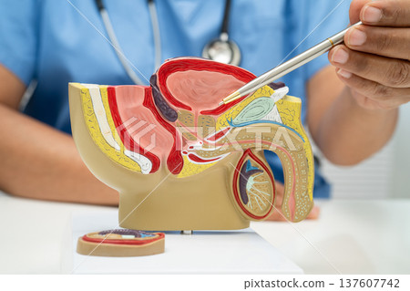 Male reproductive system, Asian doctor holding human anatomy model. Male reproductive system, Asian doctor holding human anatomy model. 137607742