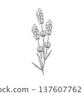 Lavender branches hand drawn vector outline illustration. Botanical clipart in black and white monochrome style. Elegant floral bouquet for wedding invitations branding, packaging, cards and templates 137607762