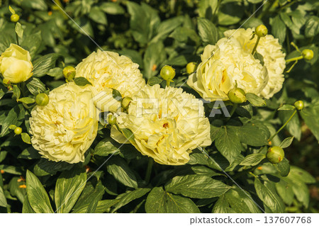 Paeonia, peony Lemon Chiffon blooms in the garden in summer Paeonia, peony Lemon Chiffon blooms in the garden in summer 137607768