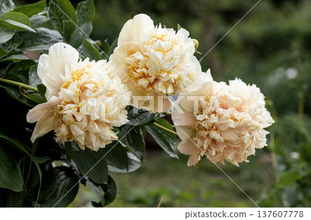 Blooming Quitzin peony in the garden Blooming Quitzin peony in the garden 137607778
