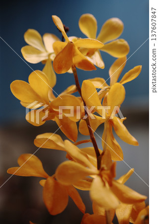特寫夜光下的萬代蘭黃花 137607847