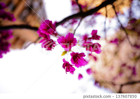 Low-angle close-up of red plum blossoms 137607850