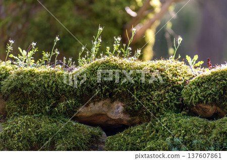 Moss on an old stone wall 137607861