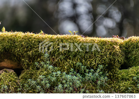 Moss on an old stone wall Moss on an old stone wall 137607863