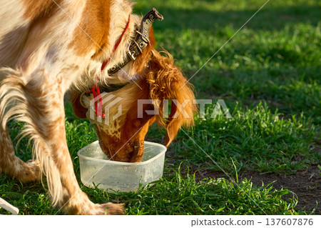 Summer thirst,Spaniel drinking water on grassy lawn 137607876